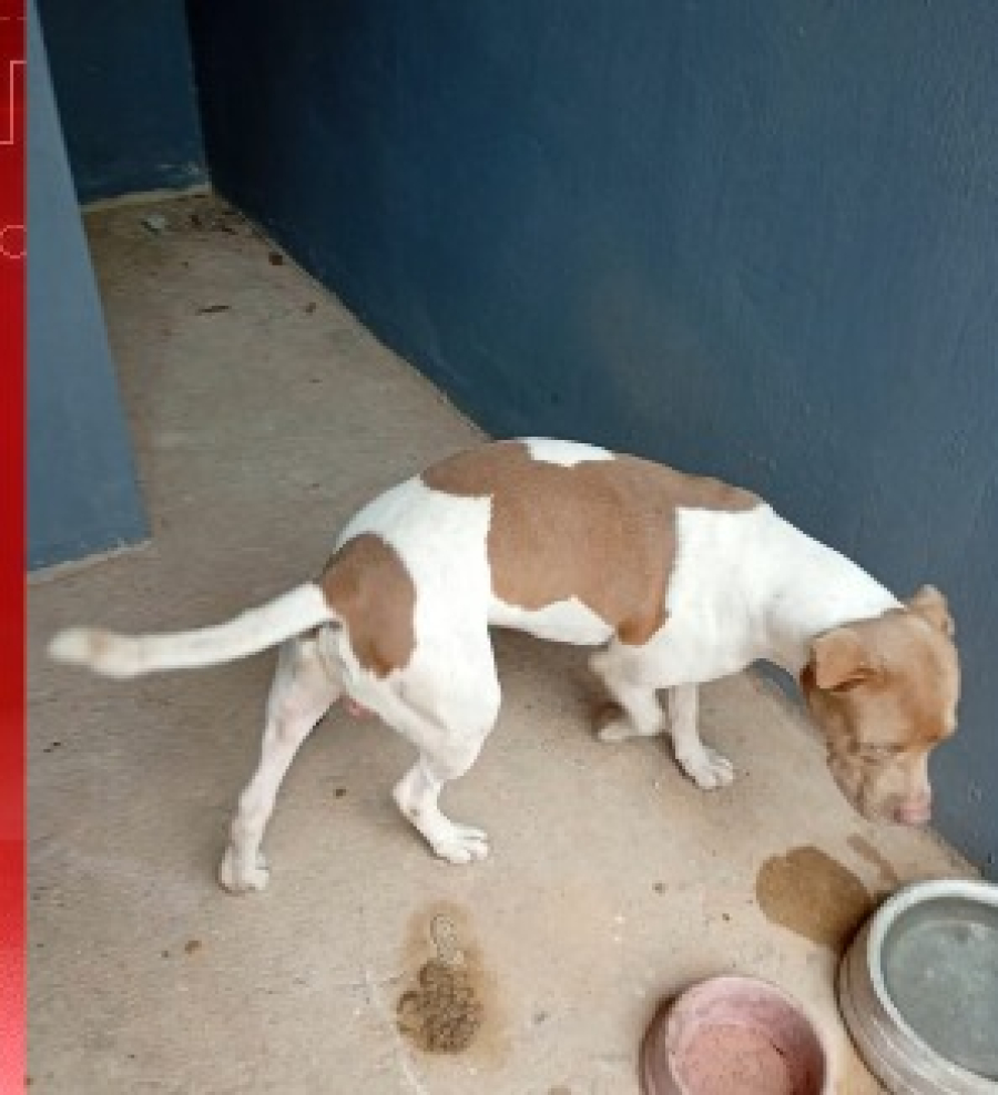 Cão está no quartel dos Bombeiros dono pode procurar 