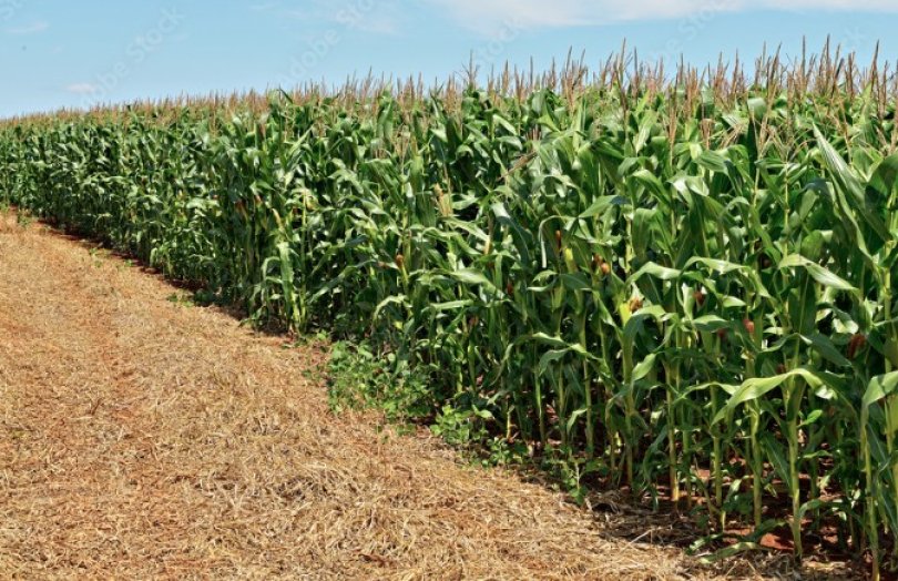 Trabalhador é sequestrado por faccionados do CV e levado para milharal...