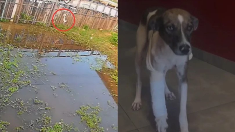 Cadela é empurrada de passarela por ciclista e fica ferida...