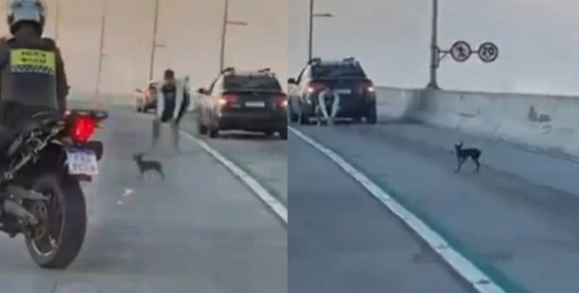 Após fugir de casa, pinscher é escoltado por policiais e motoristas em uma ponte...