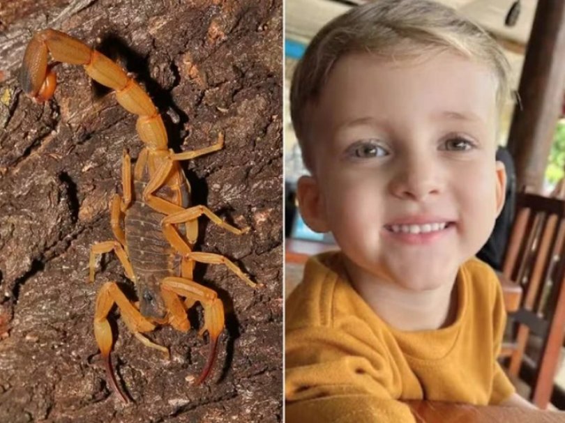Criança de 3 anos morre após ser picada por escorpião...