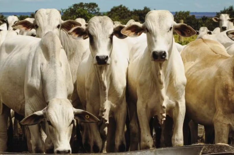 Fazendeiro culpa oscilações no gado e entra em RJ de R$ 5 milhões em MT...