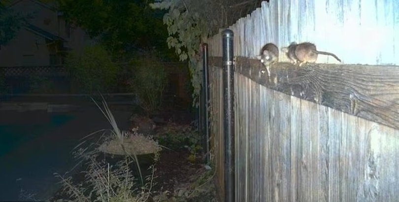Estado nos EUA sofre com infestação de ratos e abre 'caçada'...