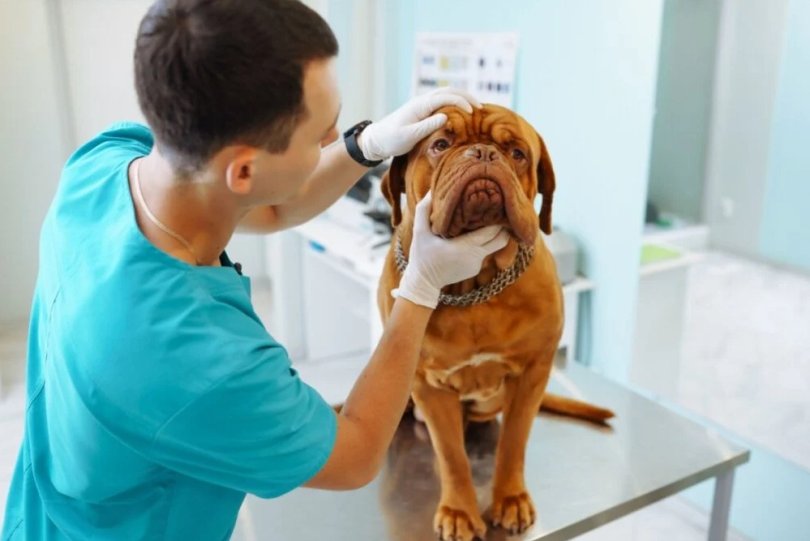 Comissão aprova porte de arma para médicos veterinários...