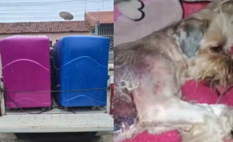 Dona de pet shop é presa após queimaduras em cão em Cuiabá...