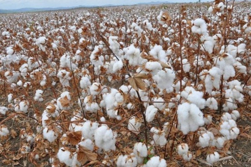 Galpões serão leiloados em "QG do Agro" em MT por R$ 37 milhões ...