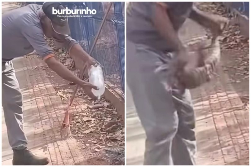 Lagarto morde trabalhador que jogou água nele em parque de MT...