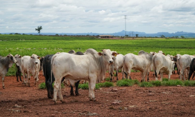 Advogado investe no agro; reclama de juros e entra em RJ ...