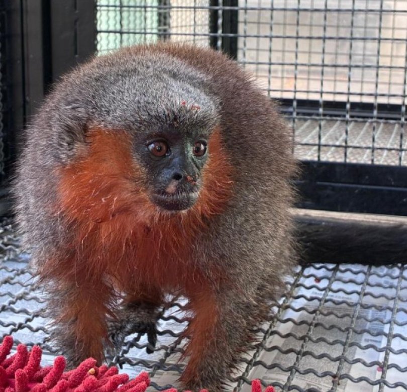 Macacos recebem tratamento médico e são devolvidos à natureza ...