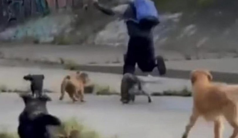 Cachorros atacam homem suspeito de tentar abusar de duas mulheres...