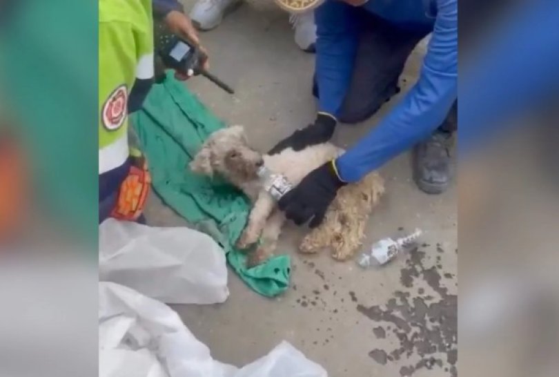 Cadela é resgatada viva após 29 dias sob escombros na Venezuela...