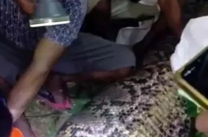 Homem bêbado é morto e devorado por cobra píton...