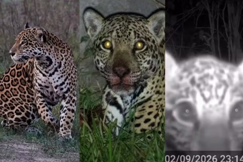 Filhote de onça-pintada brinca e interage com câmera em MT...