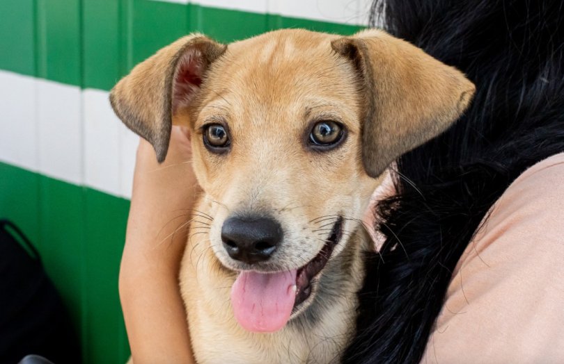 Adoções superam resgates e 35 animais encontram um novo lar ...