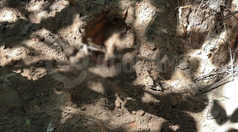 Após denúncia, corpo é achado enterrado dentro de mata em MT...