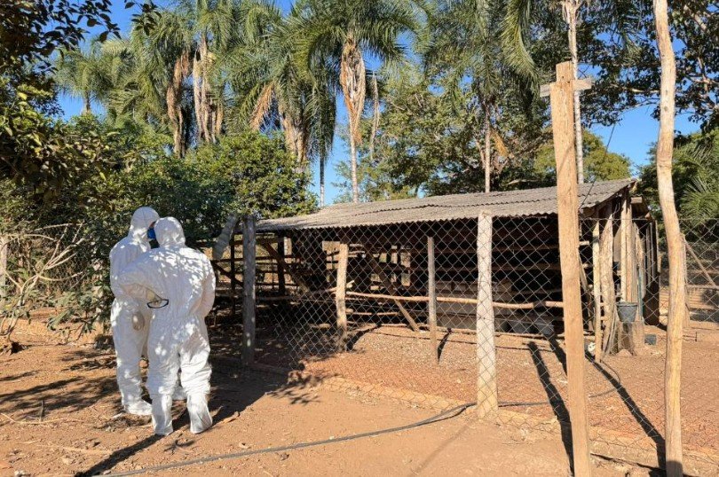Defesa sanitária do Indea encerra foco de gripe aviária em MT...